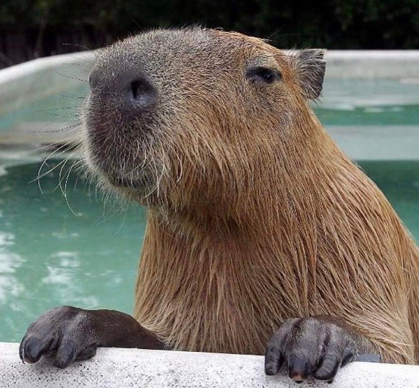 Available Capybaras For Sale - Capybara Breeders