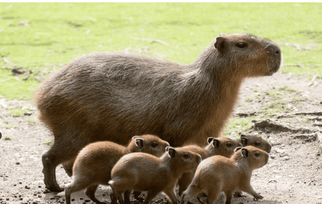 can you get a capybara in the state of georgia