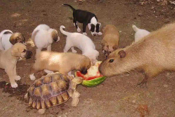 capybara with other animals