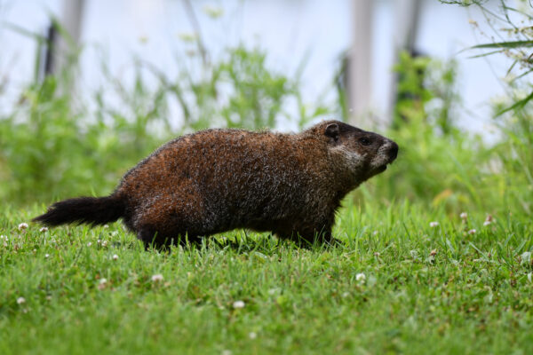 what animal looks like a beaver