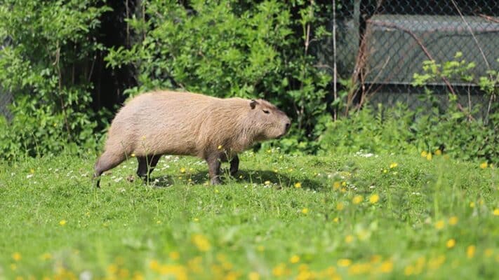 how to say capybara