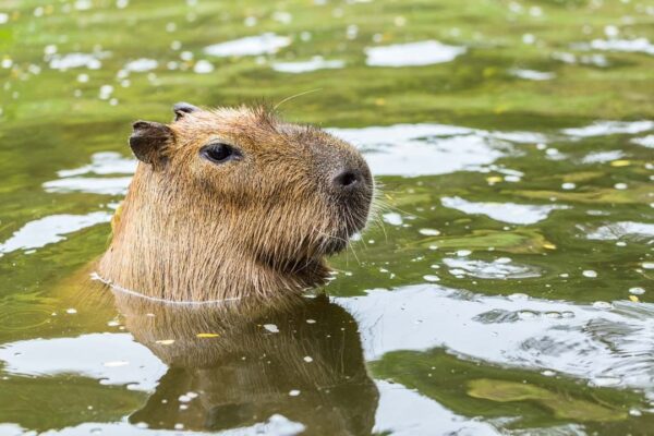 capybara as a pet