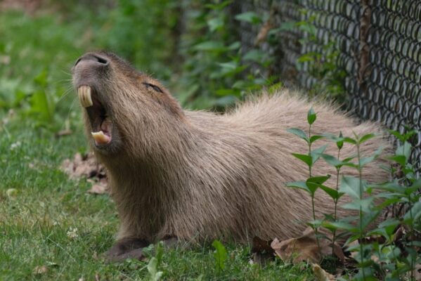 angry capybara