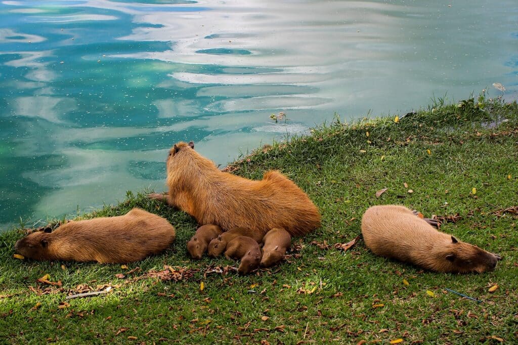 do capybaras have tails